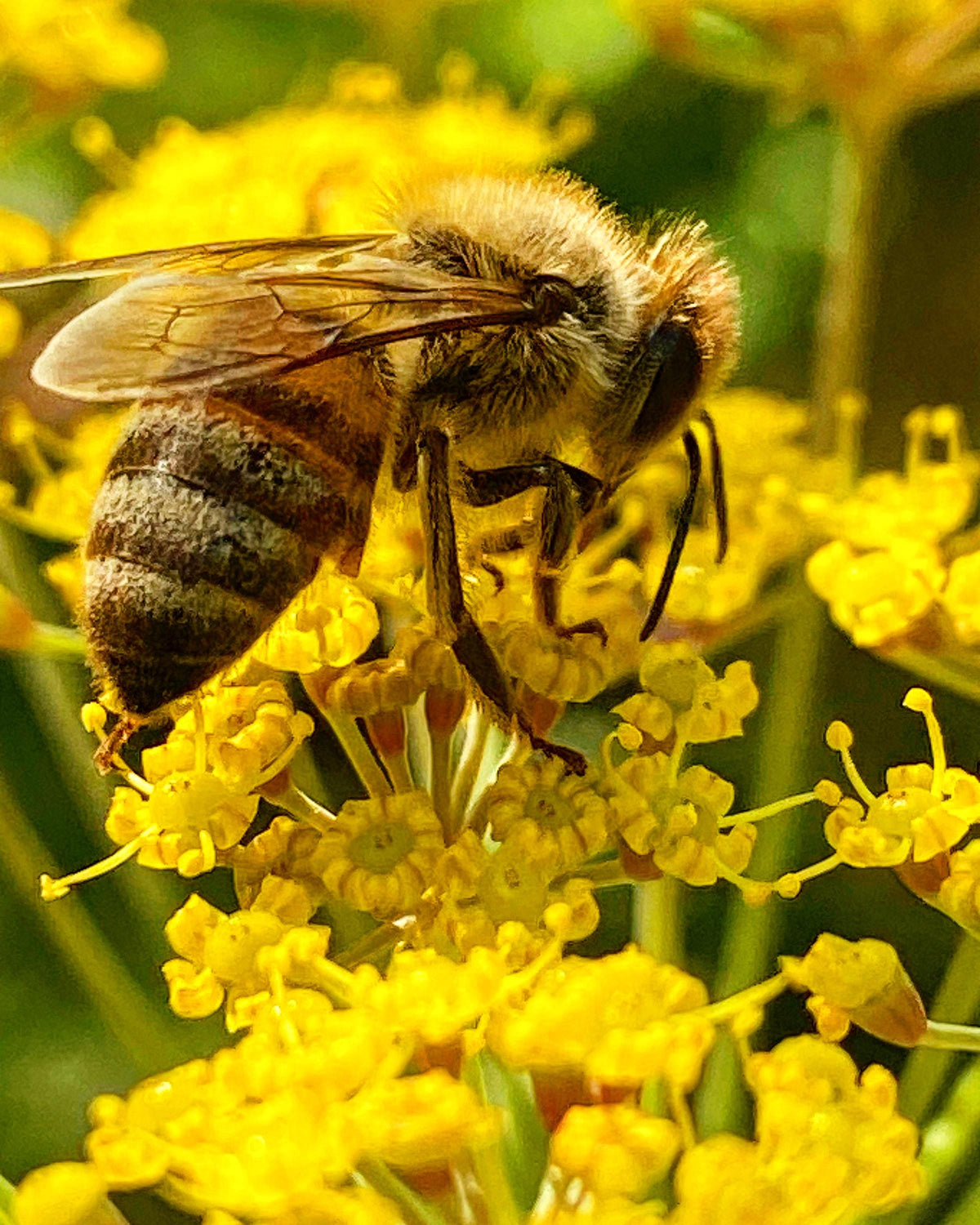 Sustainer Overcomer winter bee patty being cut open to squeeze into a hive feeder